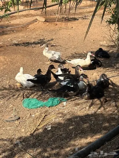 بح مسكوفي مصري index