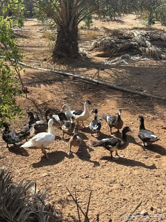 بح مسكوفي مصري 2