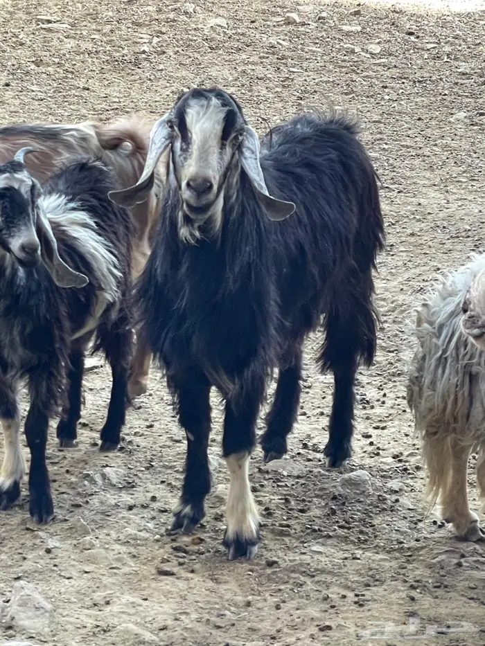 تيس فحل عربي على عارضي السن رباع 3