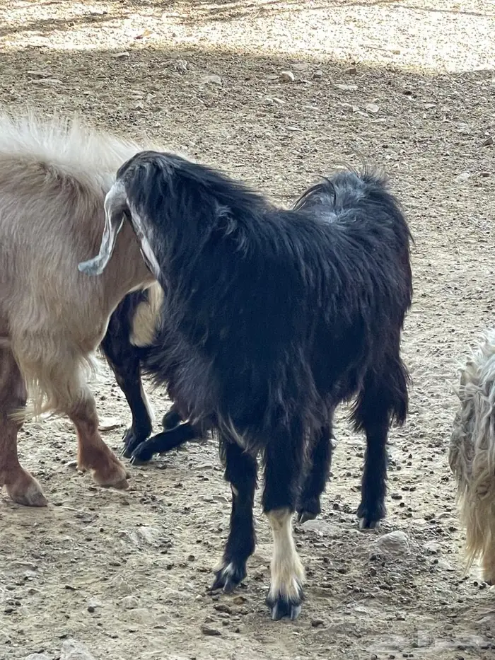 تيس فحل عربي على عارضي السن رباع 5