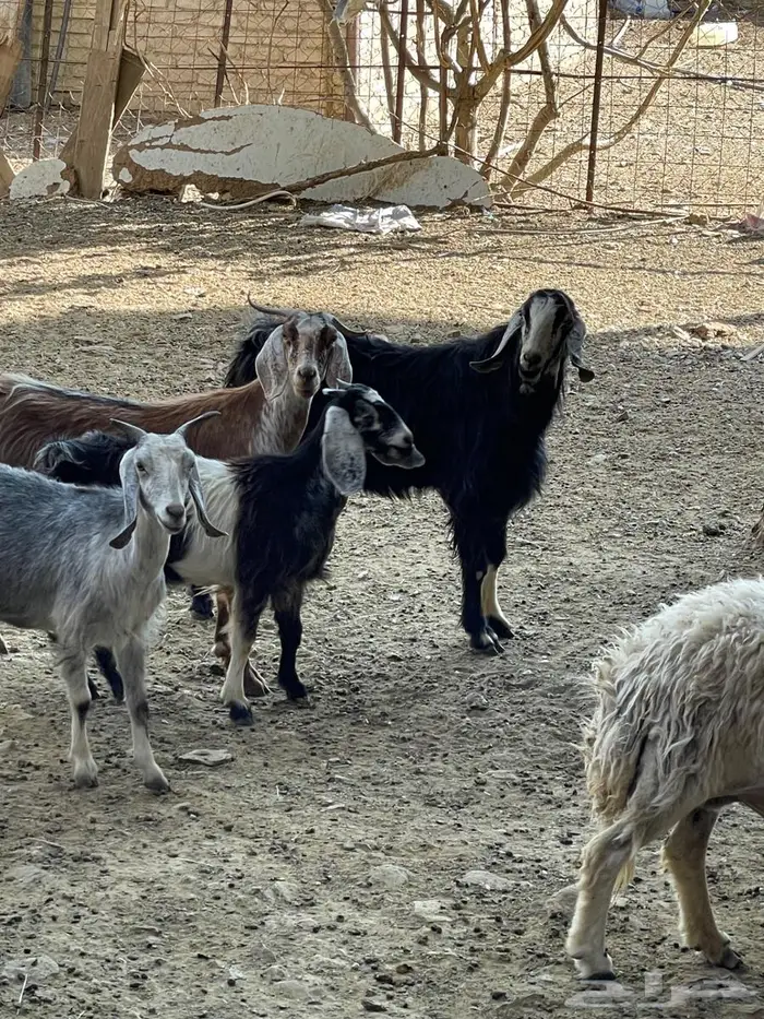 تيس فحل عربي على عارضي السن رباع 6