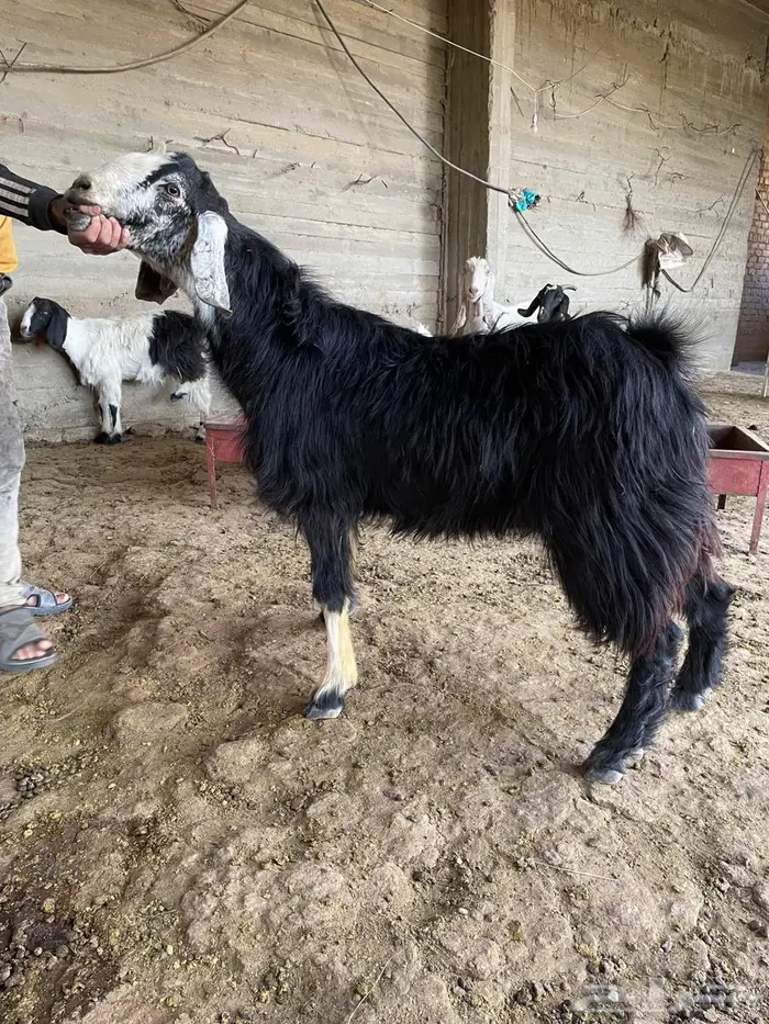 تيس فحل عربي على عارضي السن رباع 8