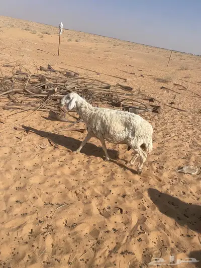 3 شياه ضان للبيع كبار سديدس وتامات index