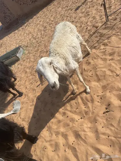 3 شياه ضان للبيع كبار سديدس وتامات index