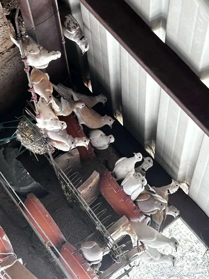 للبيع يمام يا كريم منوع ( فيديو ) 0