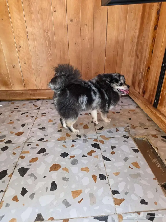 بومرينيان ميرل 0