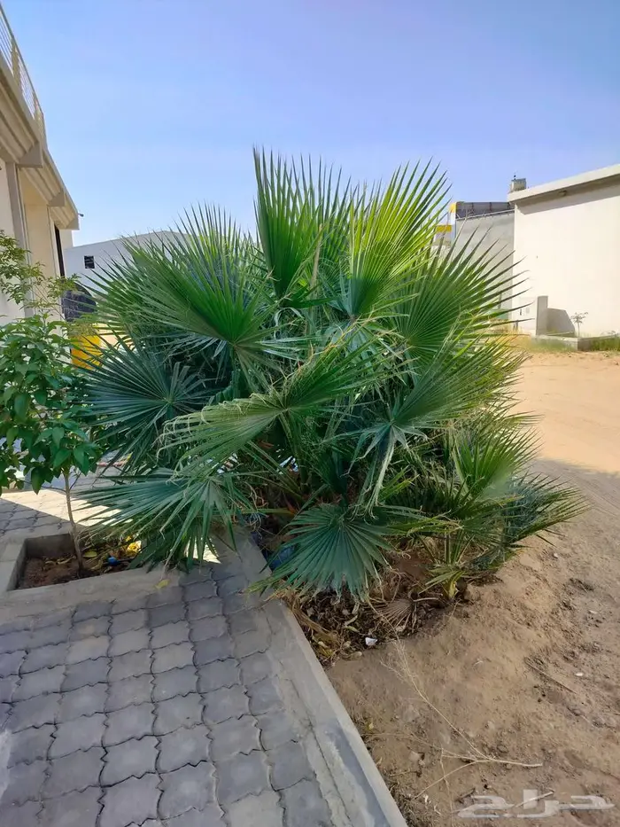 نخل واشنطني للبيع 1