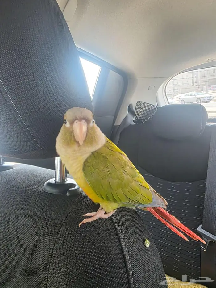 كنيور اليف ومتكلم بسعر مغري جدا 1