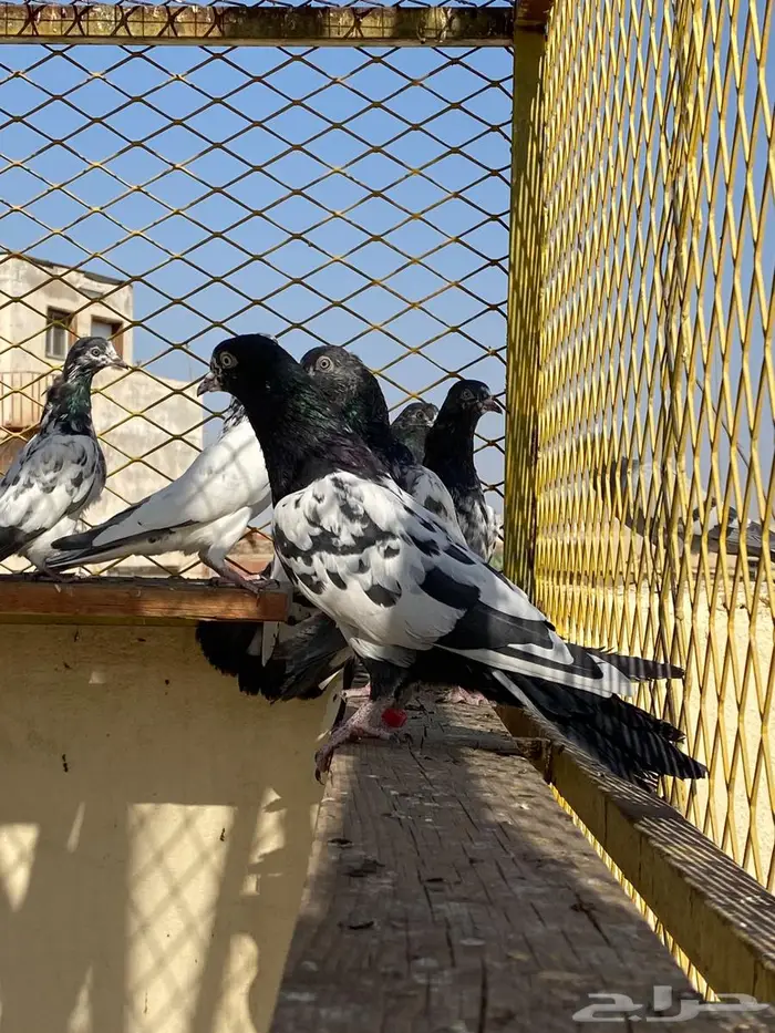 طبات تيدي   رامبوري 9