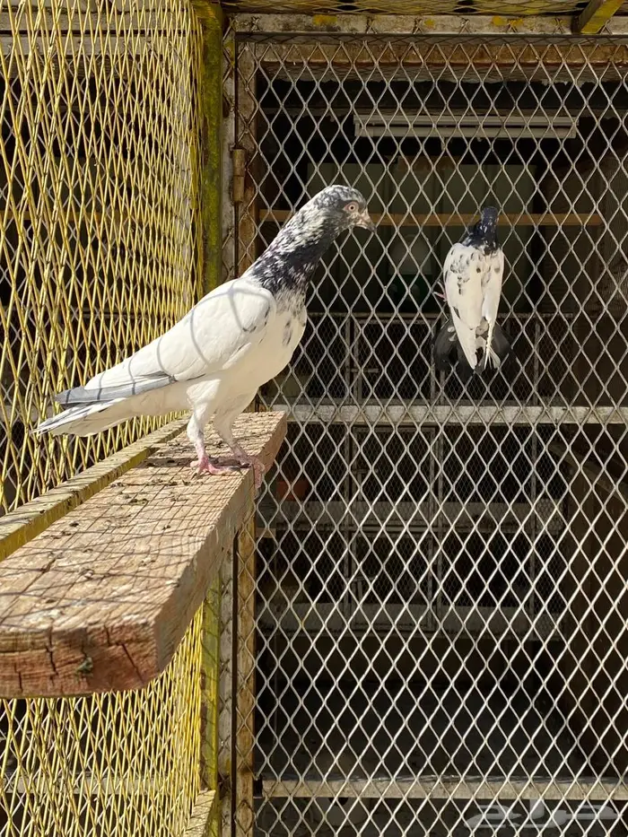 طبات تيدي   رامبوري 11