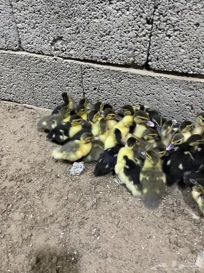 صبصان بط بلدي index