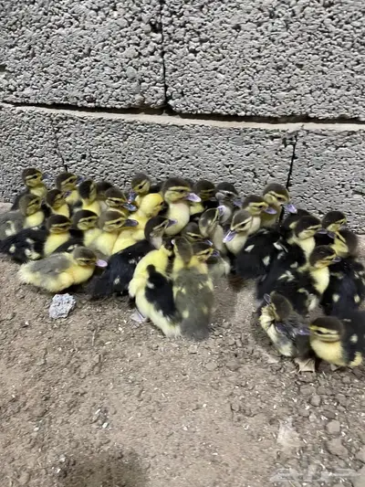 صبصان بط بلدي index