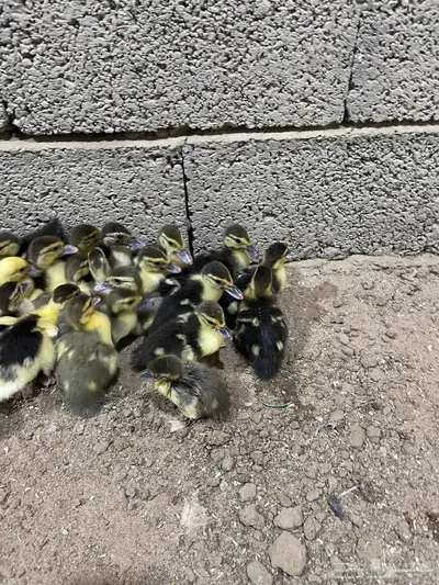 صبصان بط بلدي index