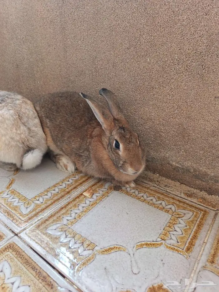 اناثي ارانب 5