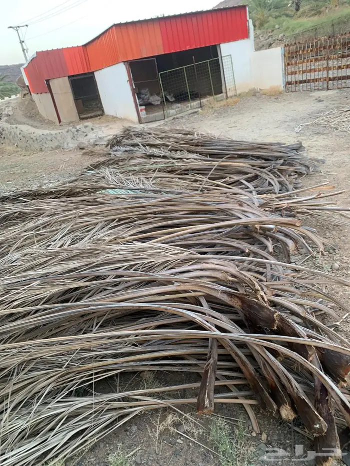 صريف او سعف سواتر للبيع 0