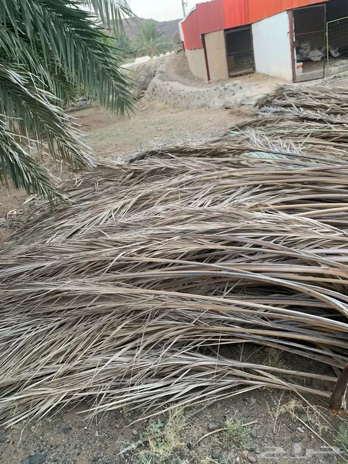 صريف او سعف سواتر للبيع 1