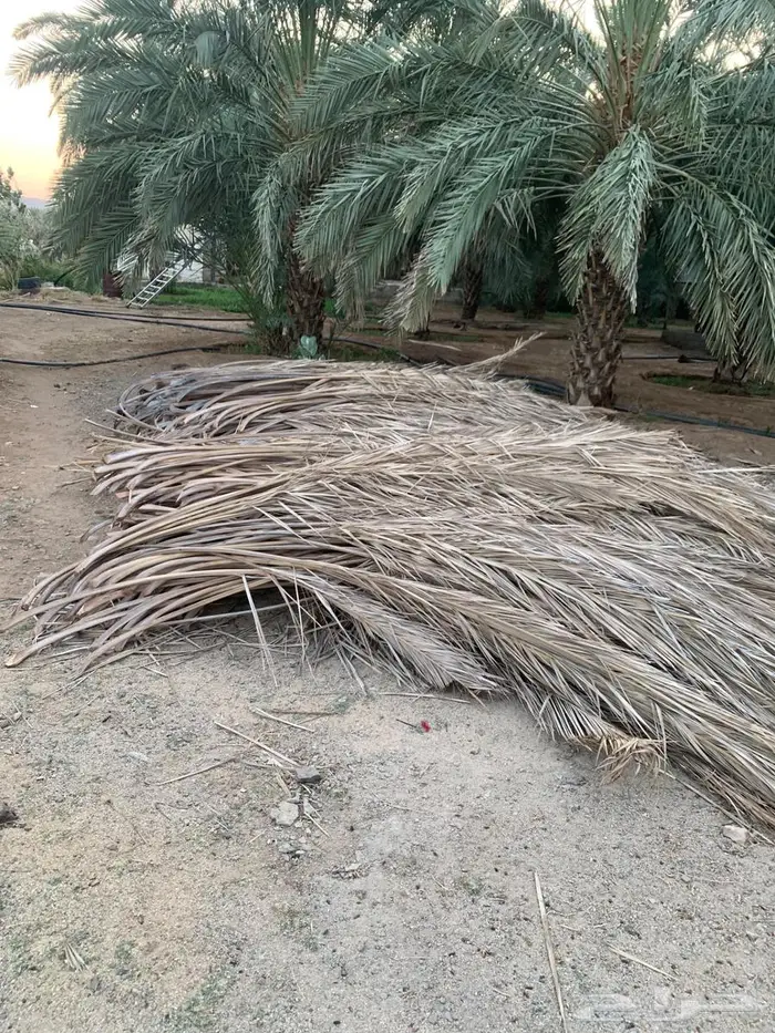 صريف او سعف سواتر للبيع 2