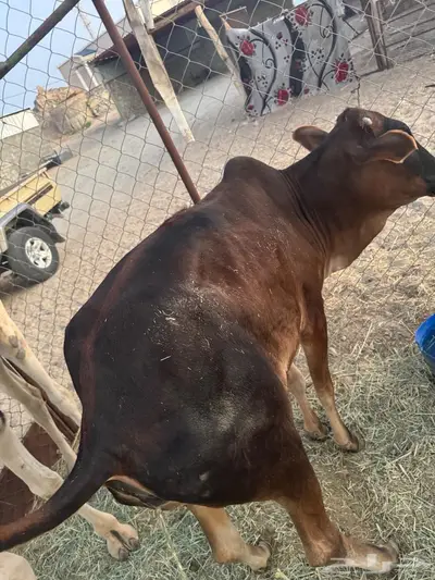 حسيله بلدي للبيع index