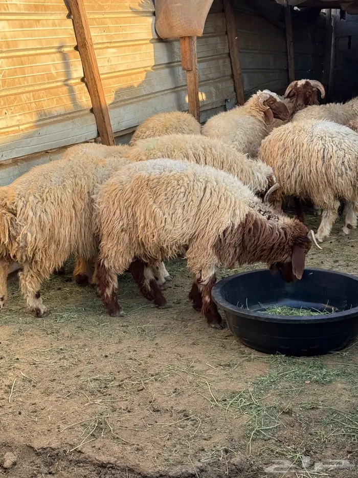 خرفان جذعان مقفلات ماشاءالله تبارك الله 2