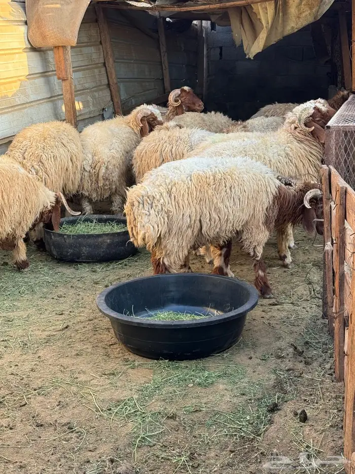 خرفان جذعان مقفلات ماشاءالله تبارك الله 0