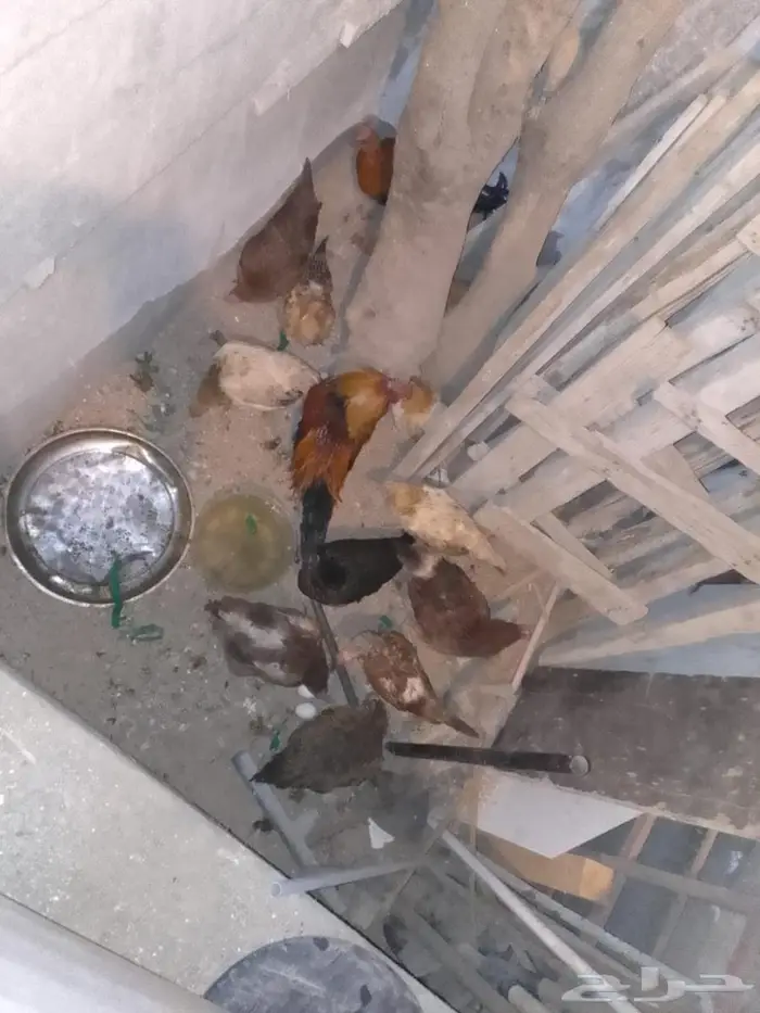 10 دجاج للبيع بياض بلدي 0