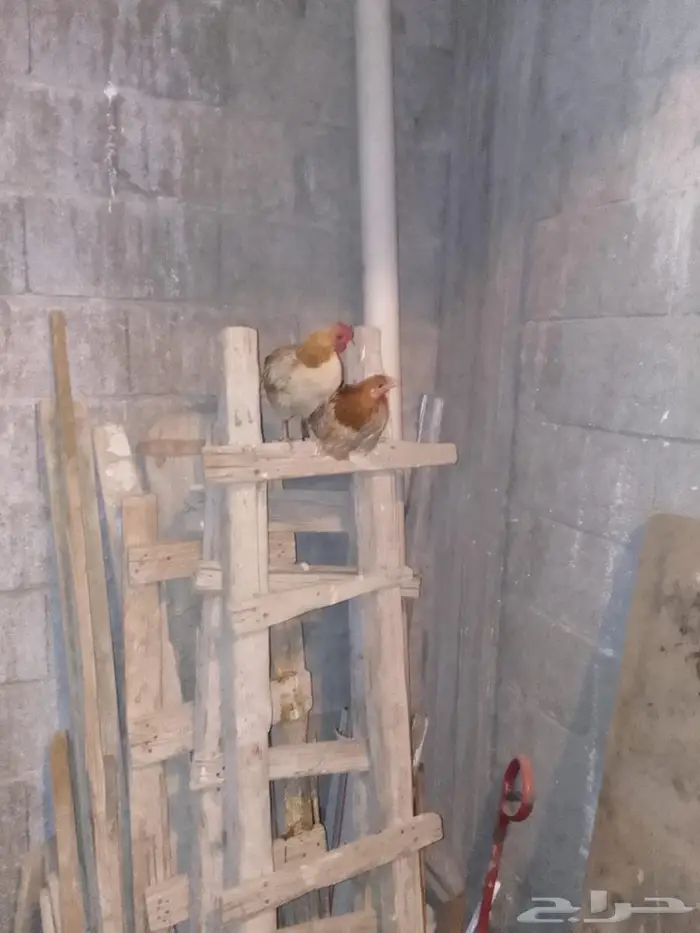 10 دجاج للبيع بياض بلدي 1