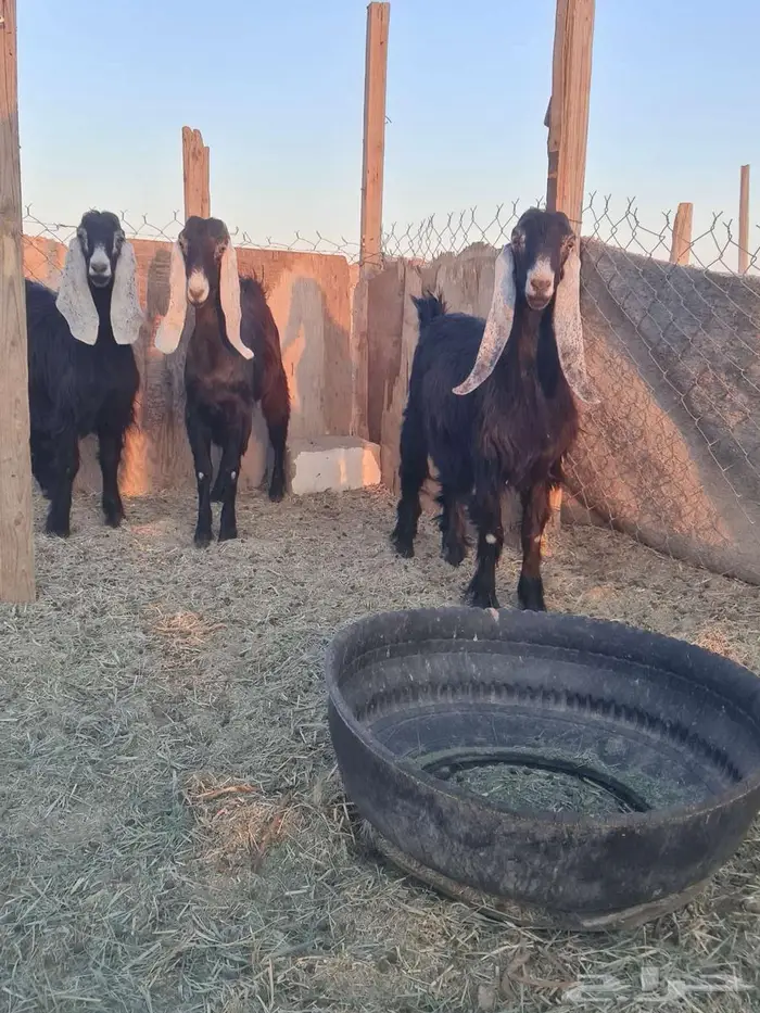 ثلاث جفرات عوارض مقنوي طيبات 1