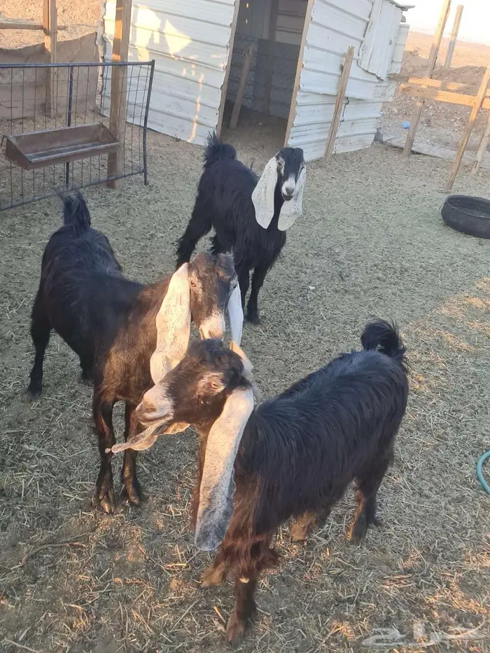 ثلاث جفرات عوارض مقنوي طيبات 2