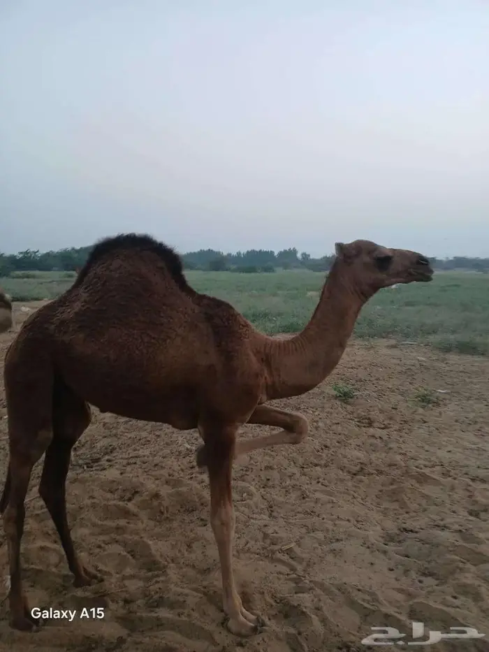 قعود حاشي ساحلي طيب 0