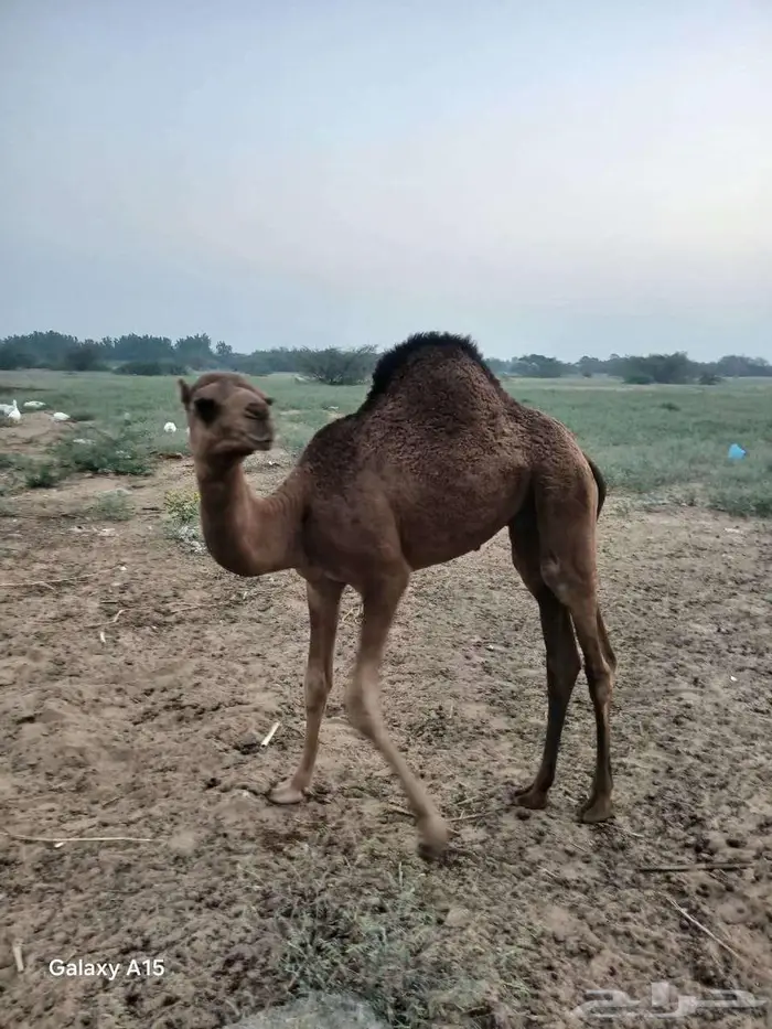 قعود حاشي ساحلي طيب 2