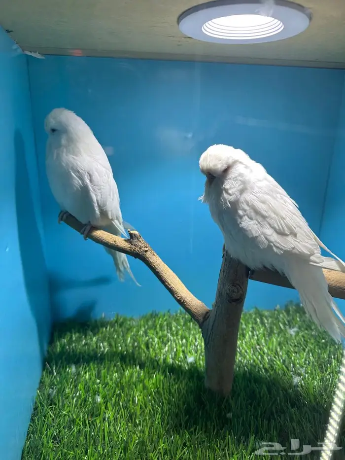 جوز انجليزي البينو 1