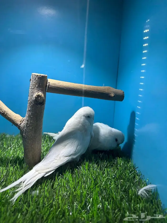 جوز انجليزي البينو 4