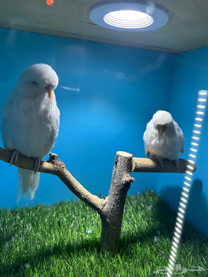 جوز انجليزي البينو 5