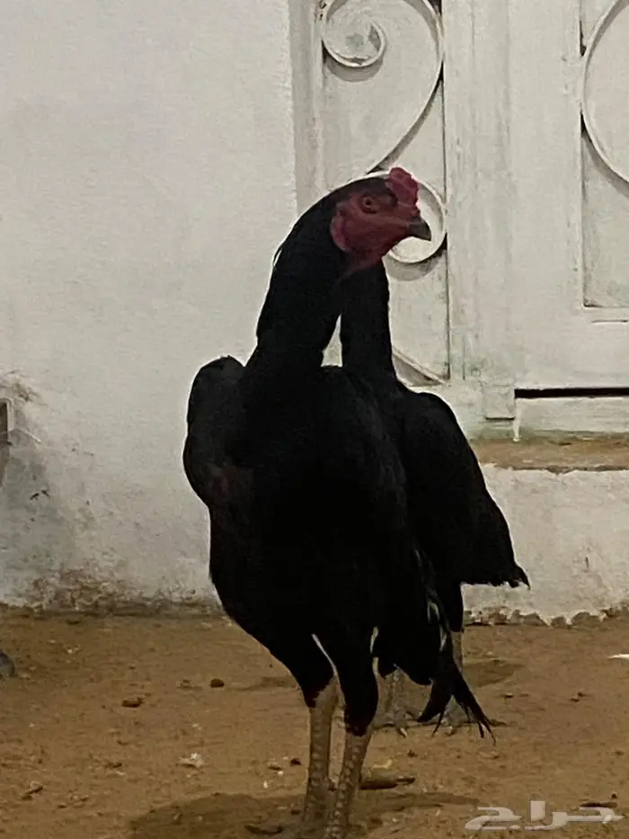 شامو اسود لمعه 0