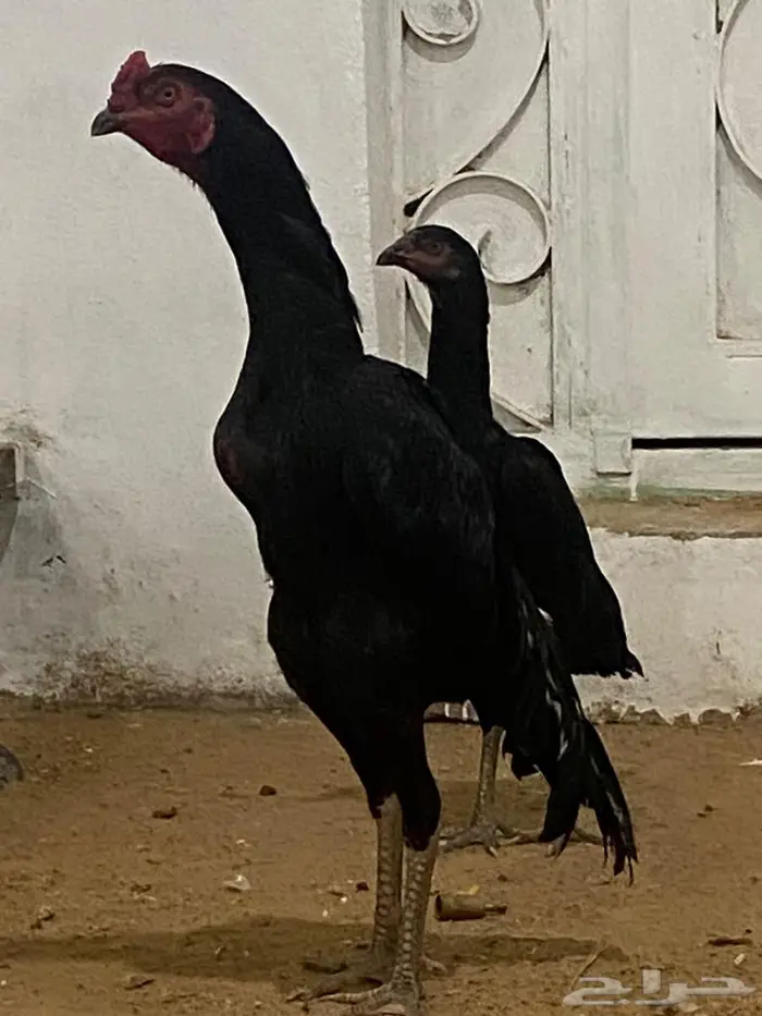 شامو اسود لمعه 1