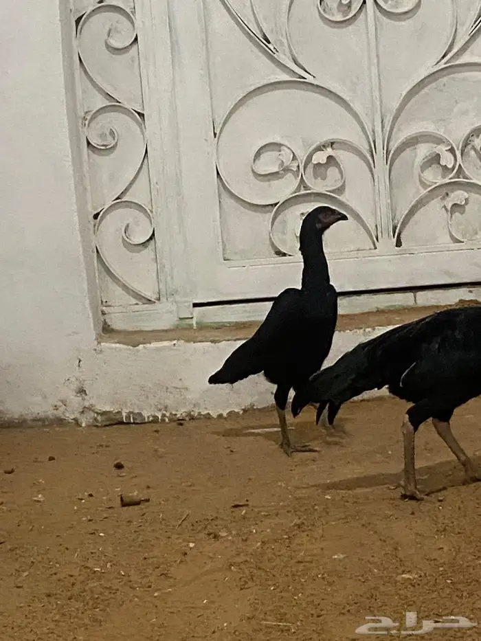 شامو اسود لمعه 3