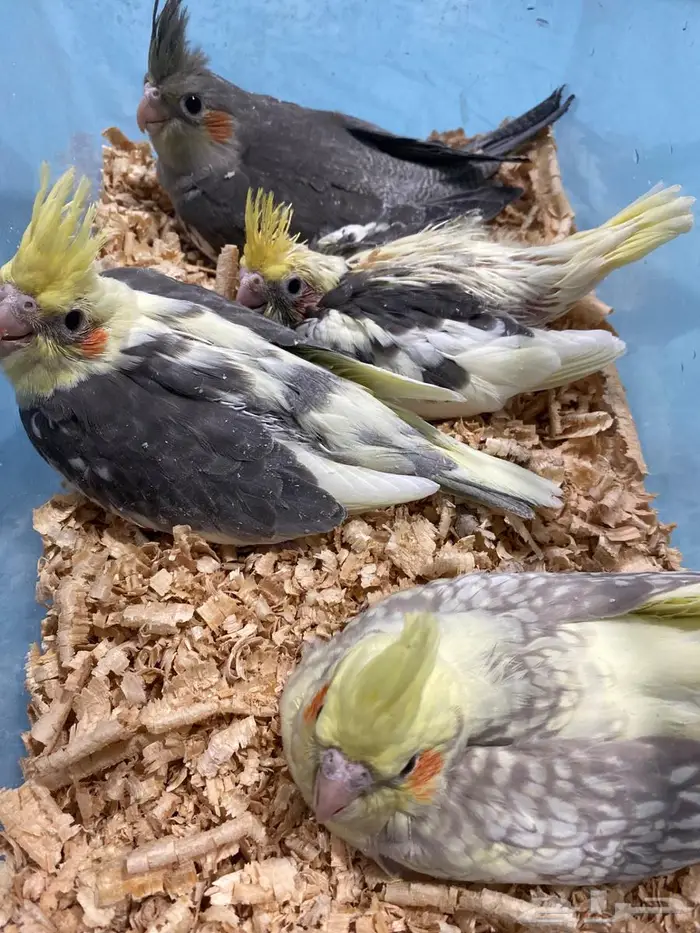 فروخ كروان 0