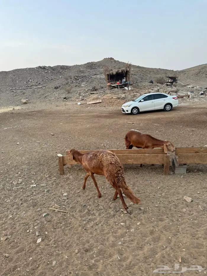 رخال سواكنيه 2