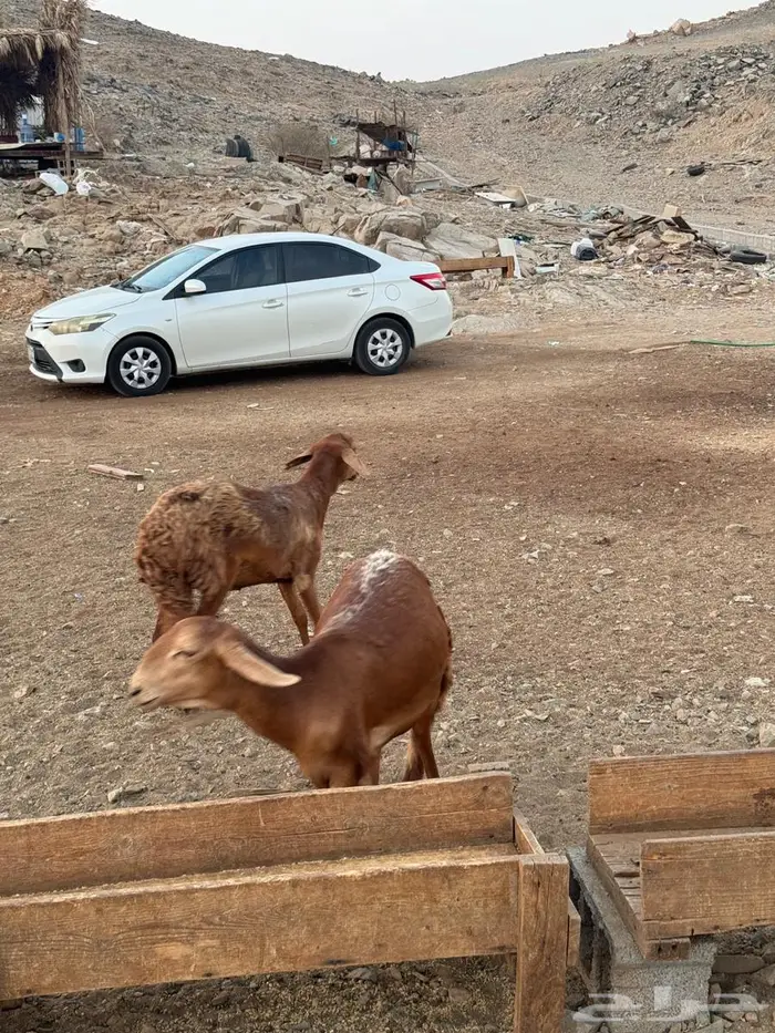 رخال سواكنيه 0