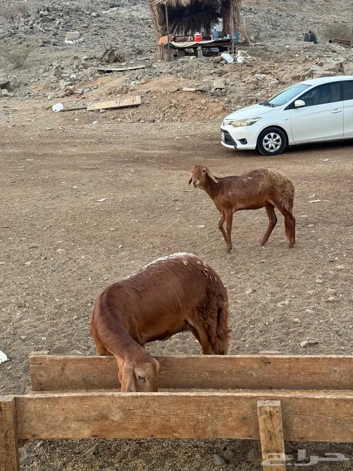 رخال سواكنيه 1