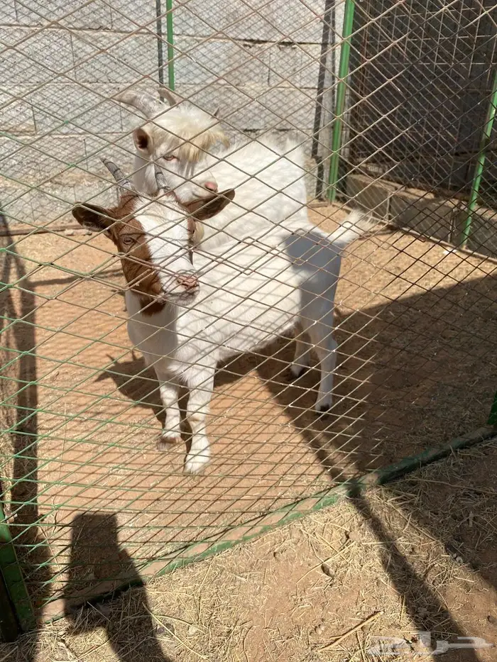 جفره وتيس قزميات 2