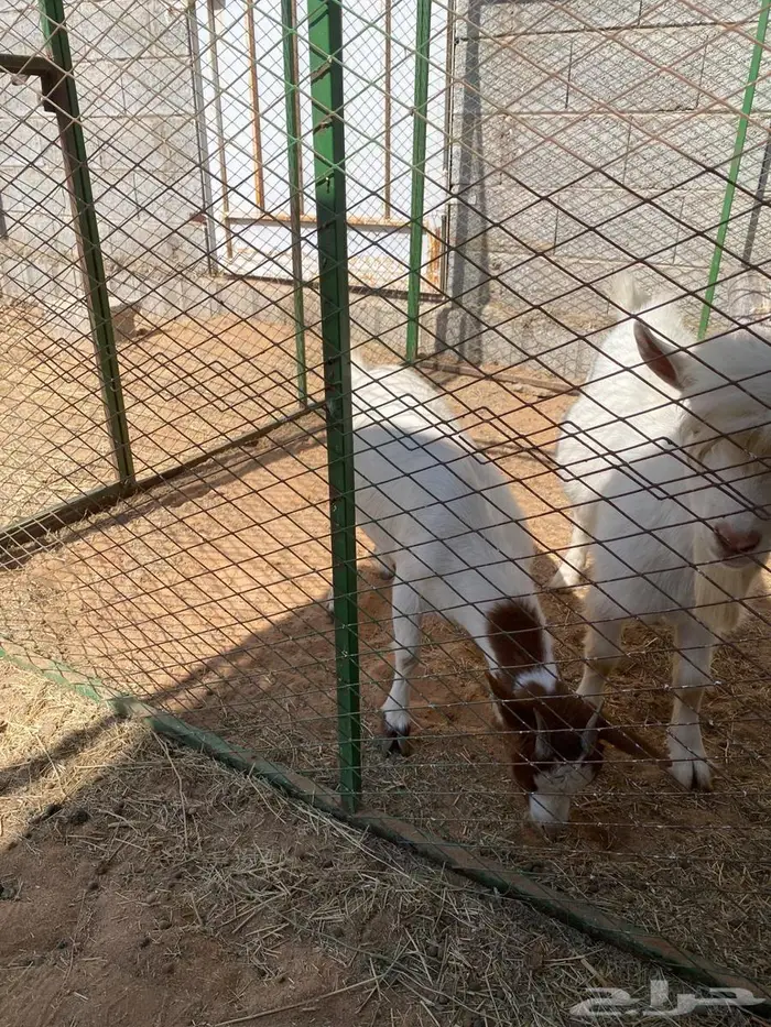 جفره وتيس قزميات 3