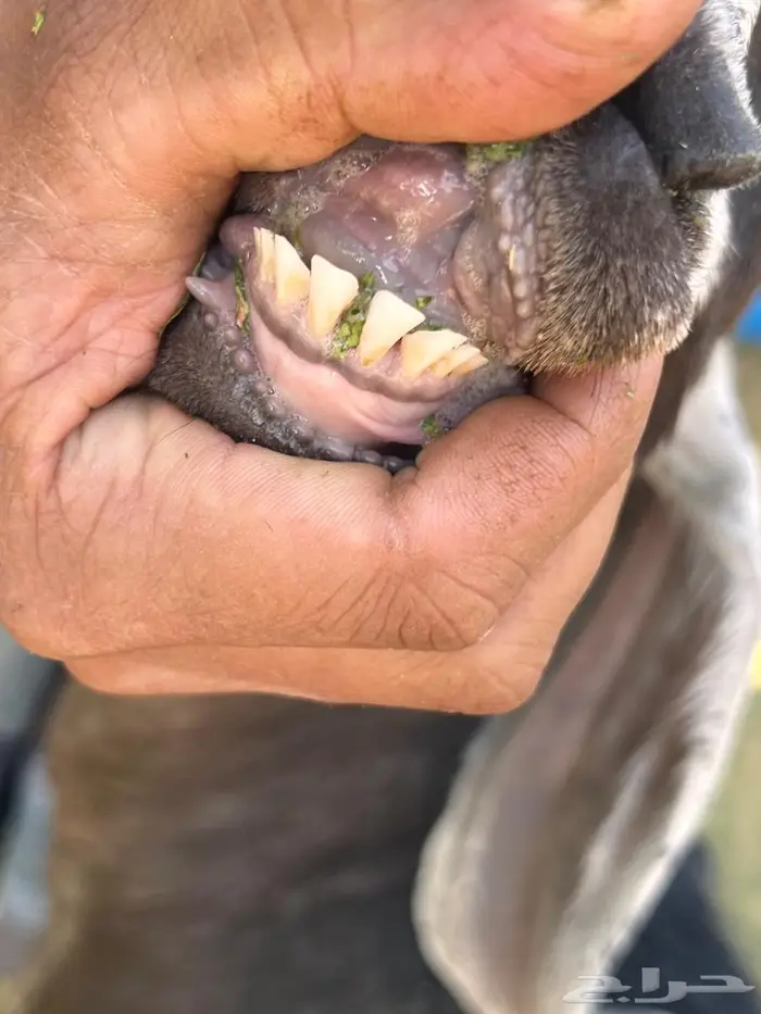 جفرة لباني للبيع 1