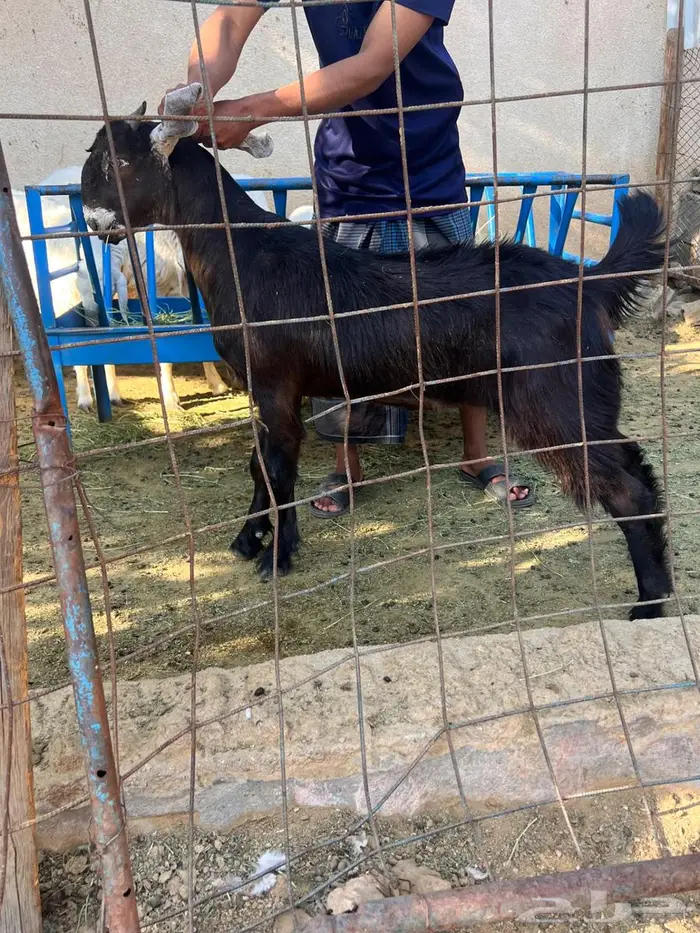 جفرة لباني للبيع 2