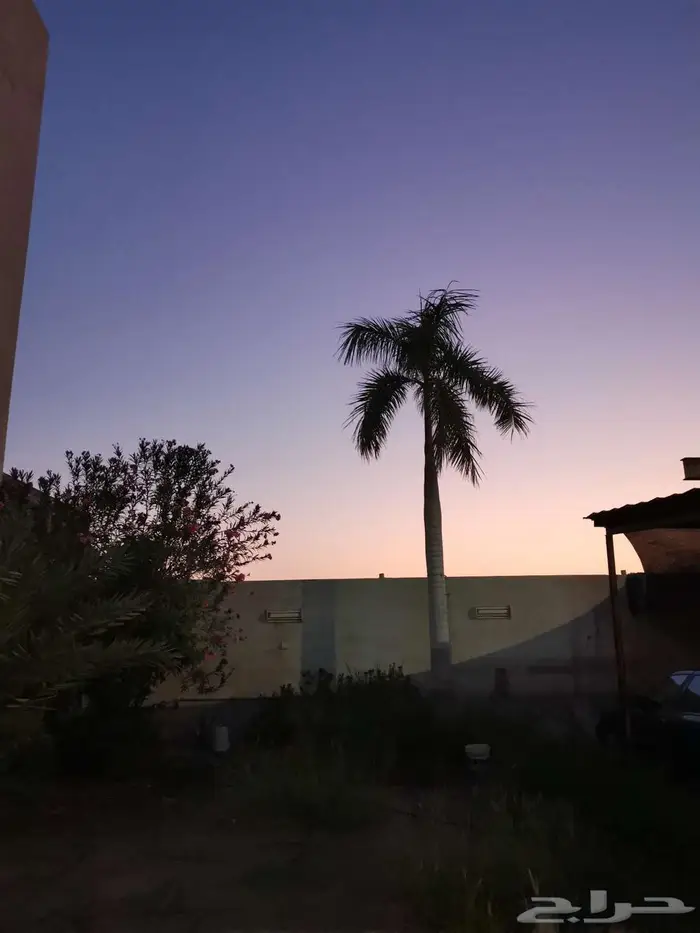 نخل ملوكي 1500 3