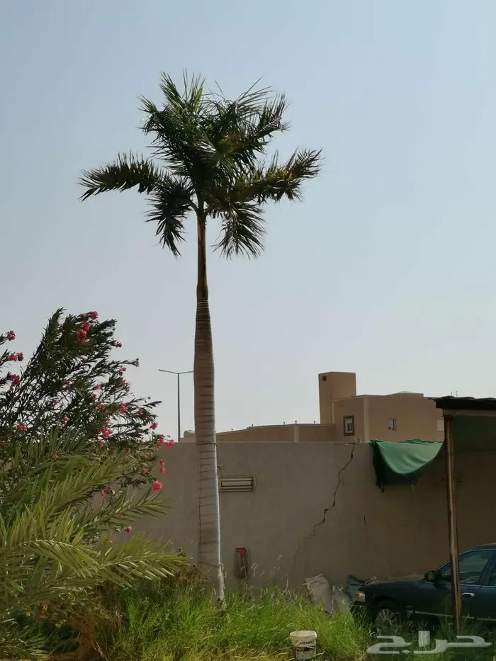 نخل ملوكي 1500 4