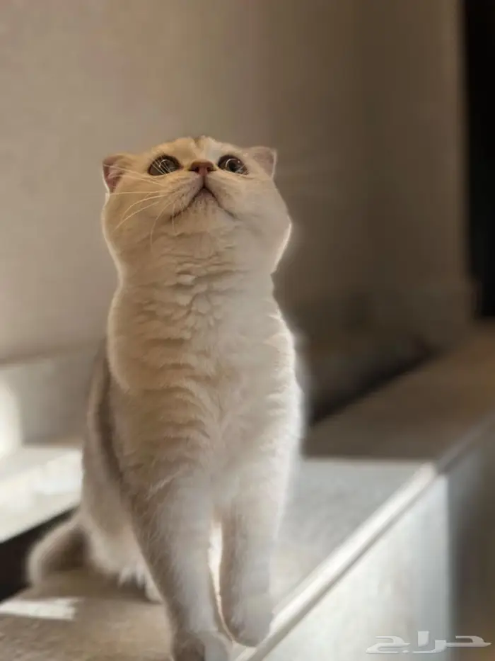 قطه انثى عمر سنه لمحبين الإنتاج ( احتمال تكون حامل ) 1