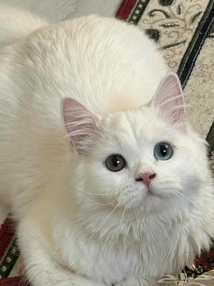 قطه شيرازي للتبني 0