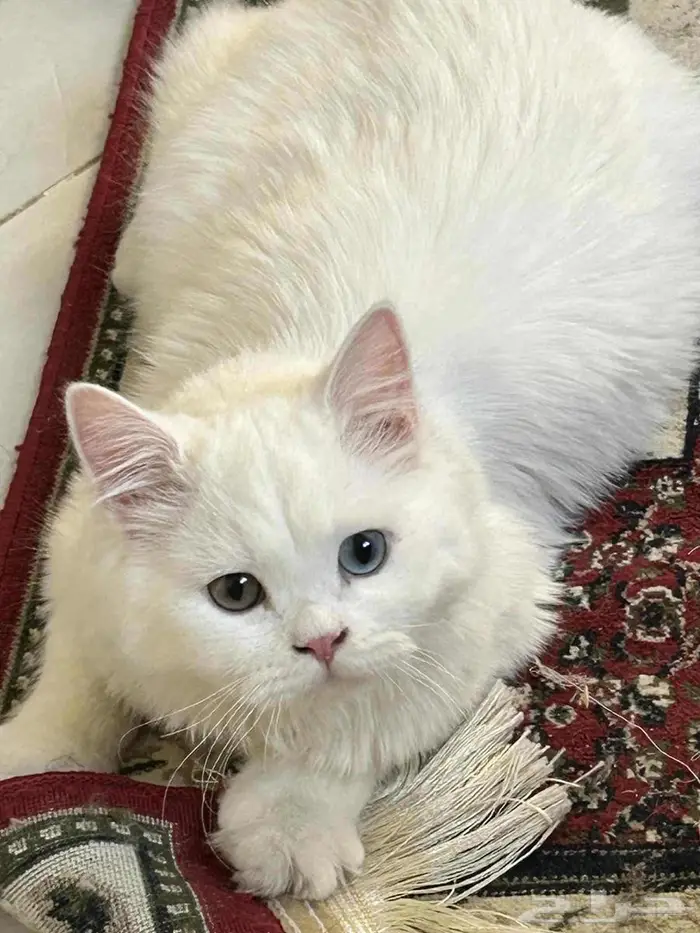 قطه شيرازي للتبني 1