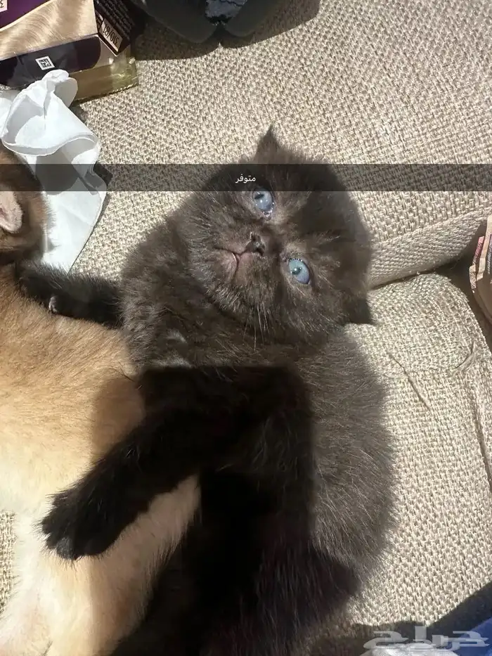 قطط كيتن سكوتش يوجد ذكور للتزاوج 10